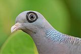 Bare-eyed Pigeon